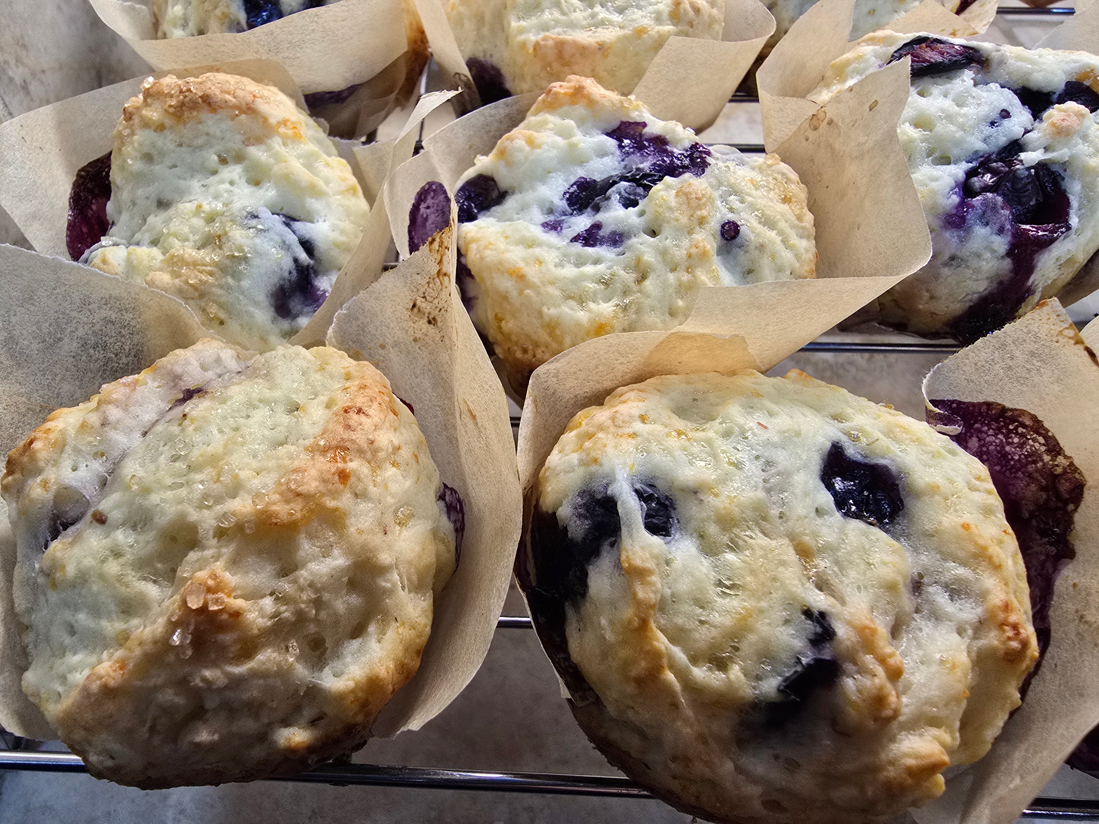 Blueberry Bagel Round - High Protein 6pack